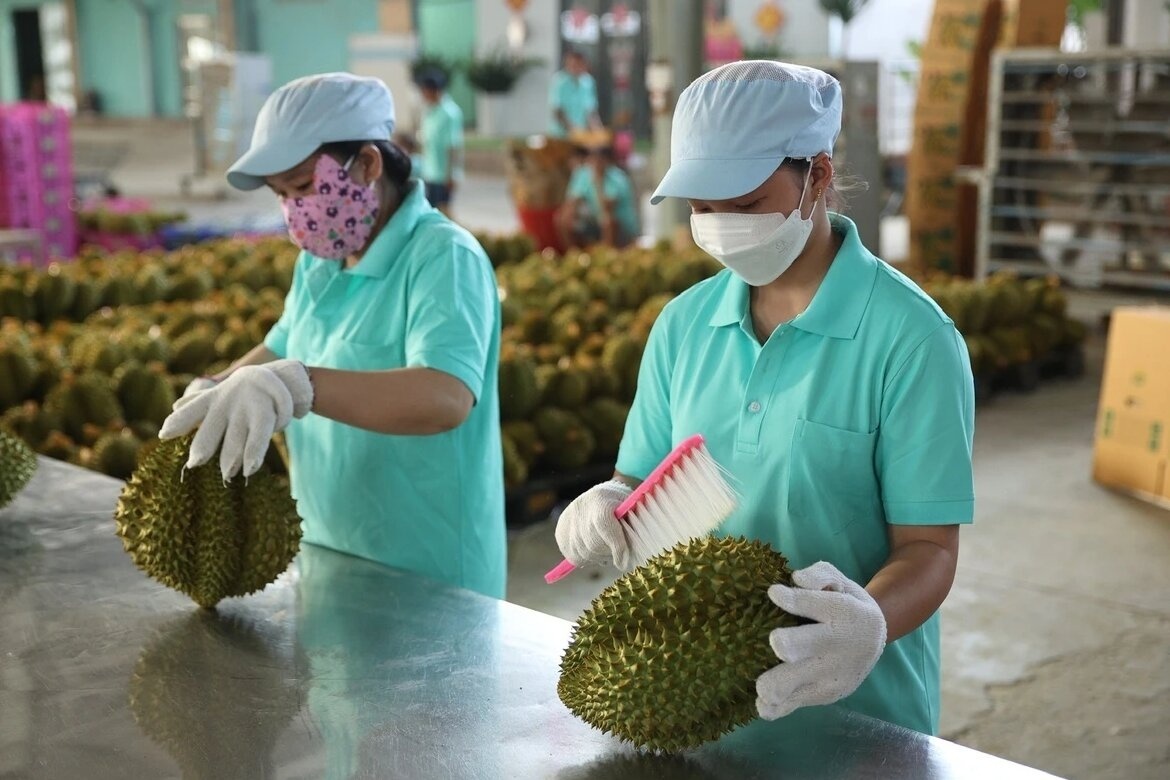 Trung Quoc siet kiem dinh, sau rieng phai ban lo trong nuoc hinh anh