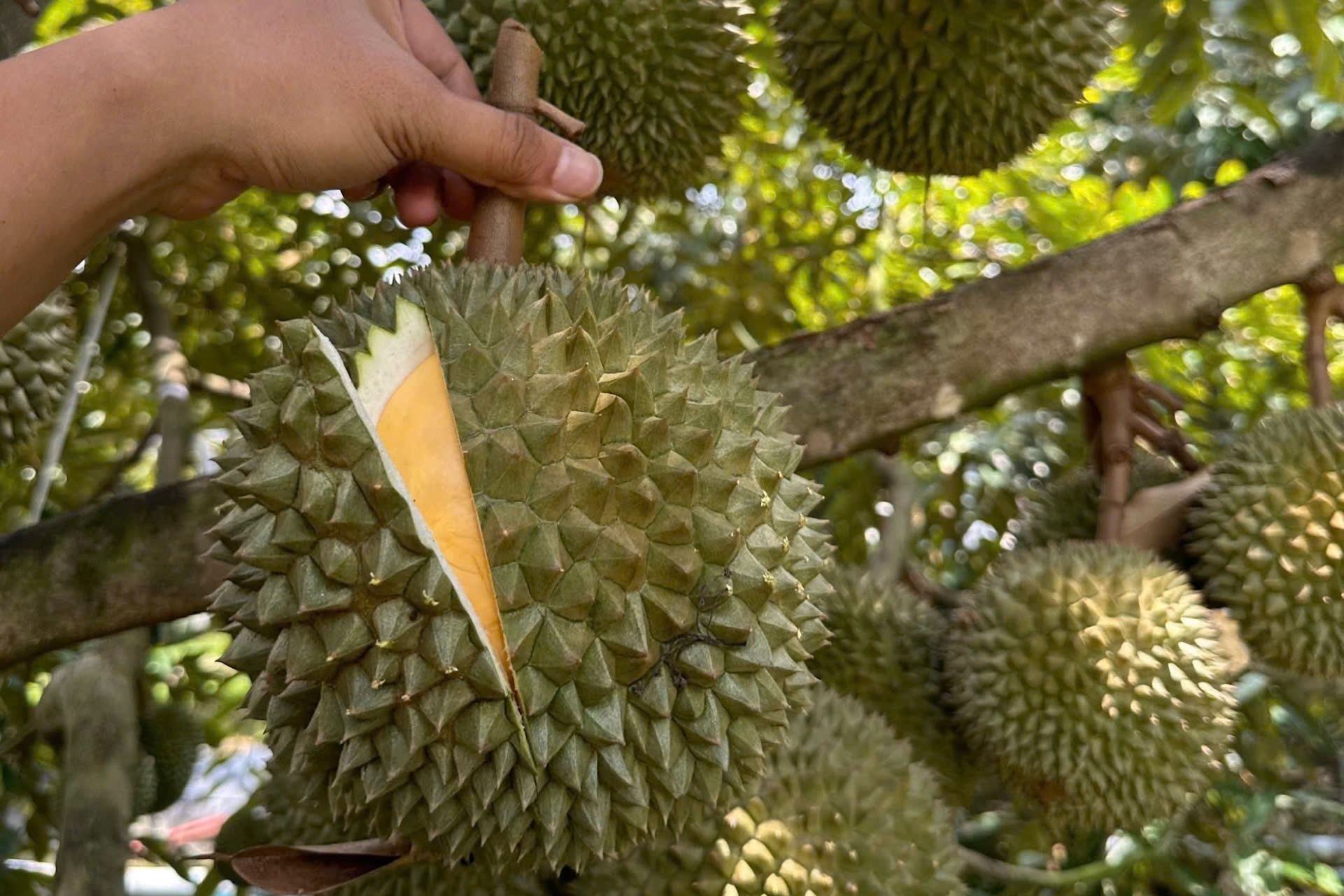 Xuat khau rau qua giam 3 thang lien tiep hinh anh