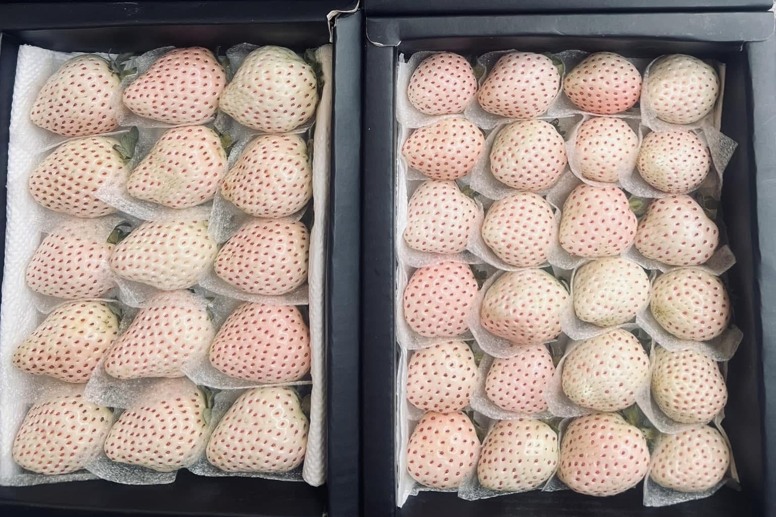 Dau Bach Tuyet tran cho mang, gia chi con vai chuc nghin dong mot kg hinh anh