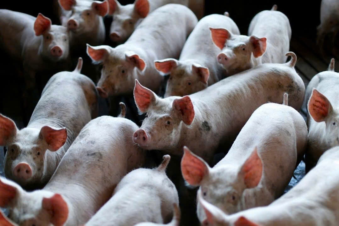 Gia heo hoi Viet Nam dat hon Trung Quoc hinh anh