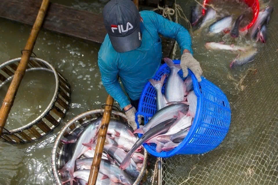 Ca tra Viet Nam thang dam tai Thai Lan hinh anh