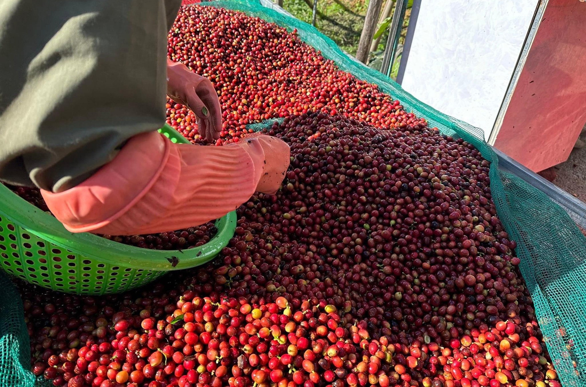 Ca phe mang ve hon 5 ty USD chi sau 6 thang hinh anh