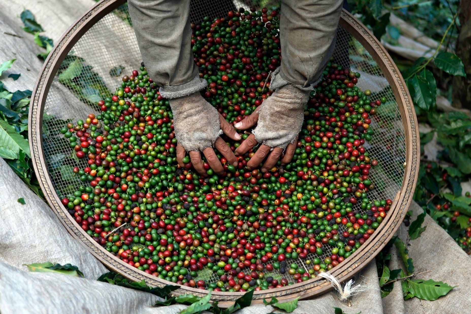 Xuất khẩu c&agrave; ph&ecirc;  ảnh 2