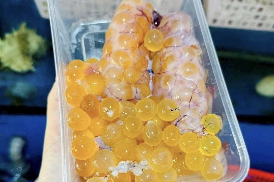 Trung ca thieu dat ngang tom hum, gia tien trieu van 'chay hang' hinh anh