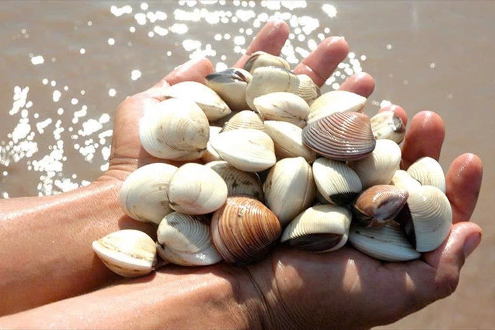 Viet Nam xuat khau ngheu, so, oc thu gan 40 trieu USD chi sau 2 thang hinh anh