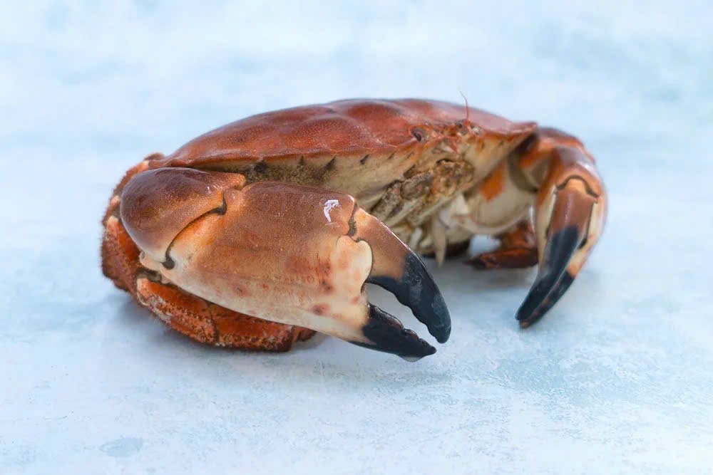 Tom hum, cua nau Anh do bo Viet Nam hinh anh