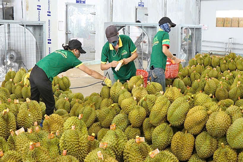 Pho thu tuong chi dao go kho cho sau rieng hinh anh