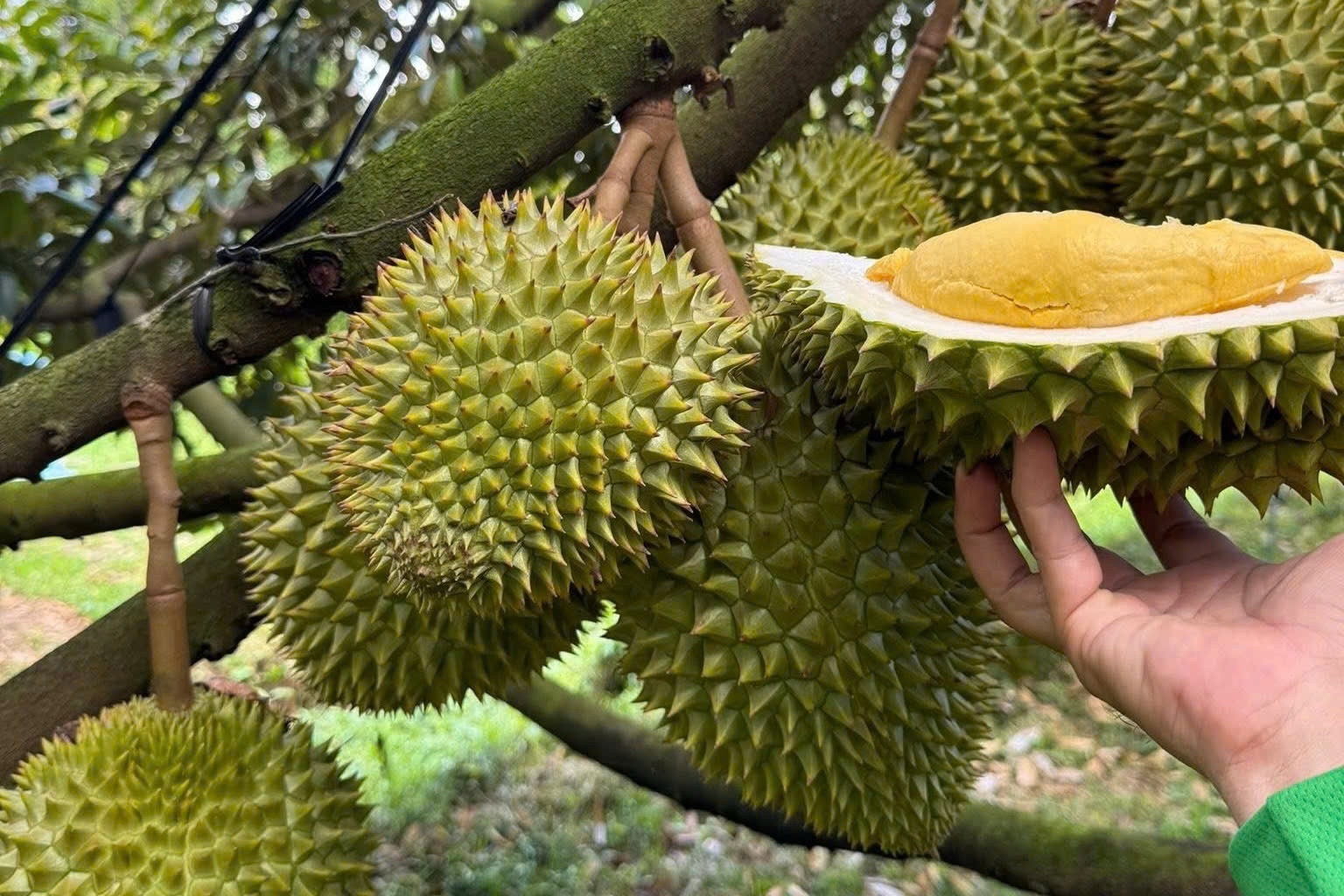 Pho thu tuong yeu cau lam ro viec sau rieng 'tac duong' xuat khau hinh anh