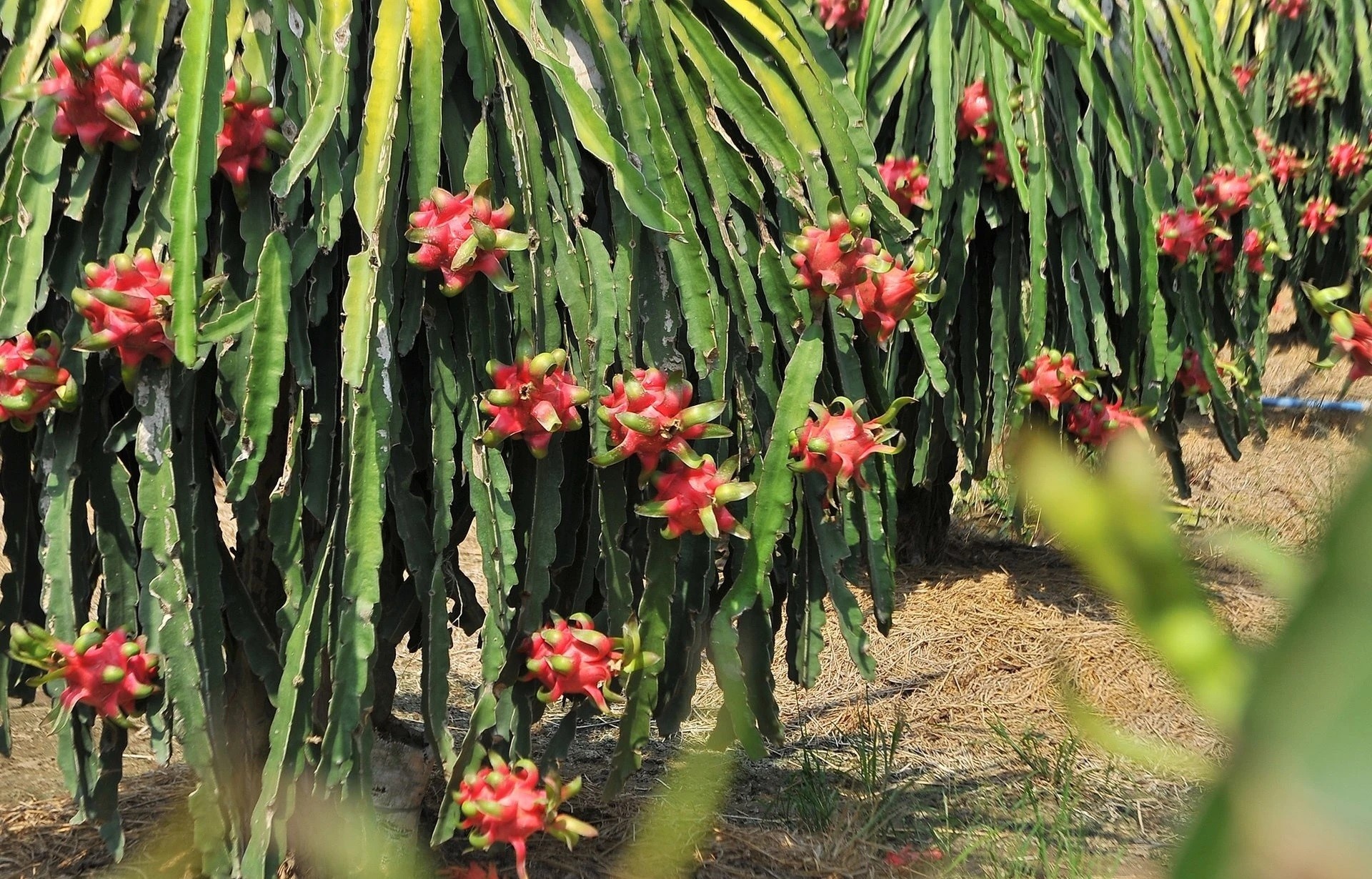 Thu tuong yeu cau go vuong cho thanh long, ho tieu hinh anh