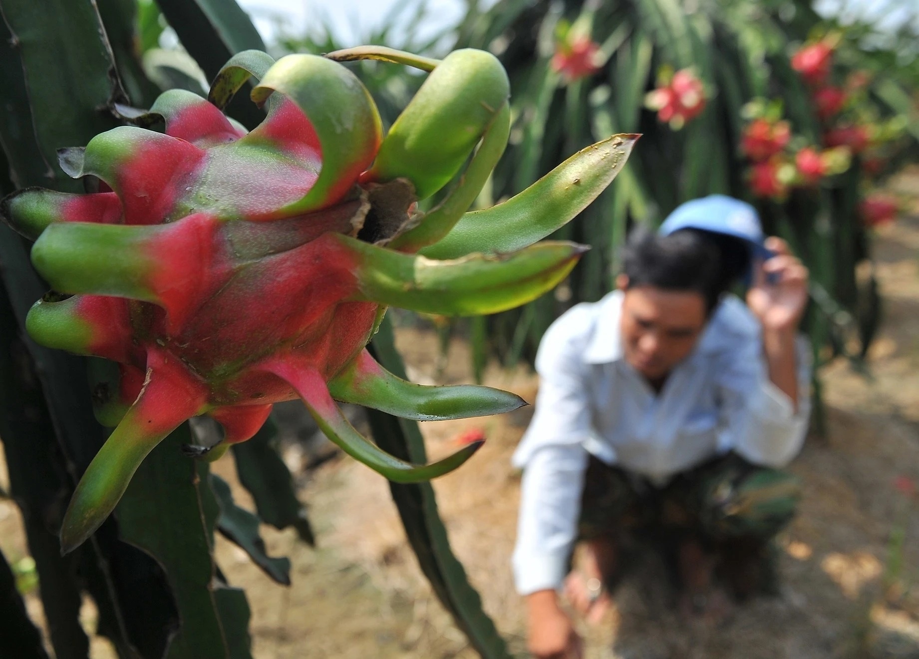 Thanh long 'tac duong' sang chau Au, TP.HCM 'xe rao' go vuong hinh anh