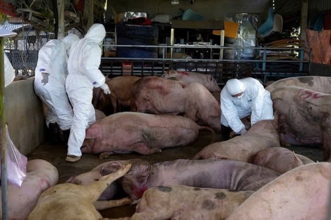 Tieu huy hon 100.000 con heo nhiem dich ta chau Phi hinh anh
