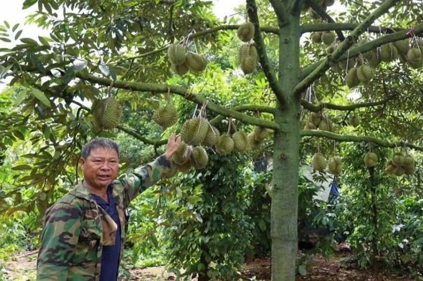 Sau rieng Dak Lak vao mua, chua phat hien du luong chat vang O, Cadimi hinh anh