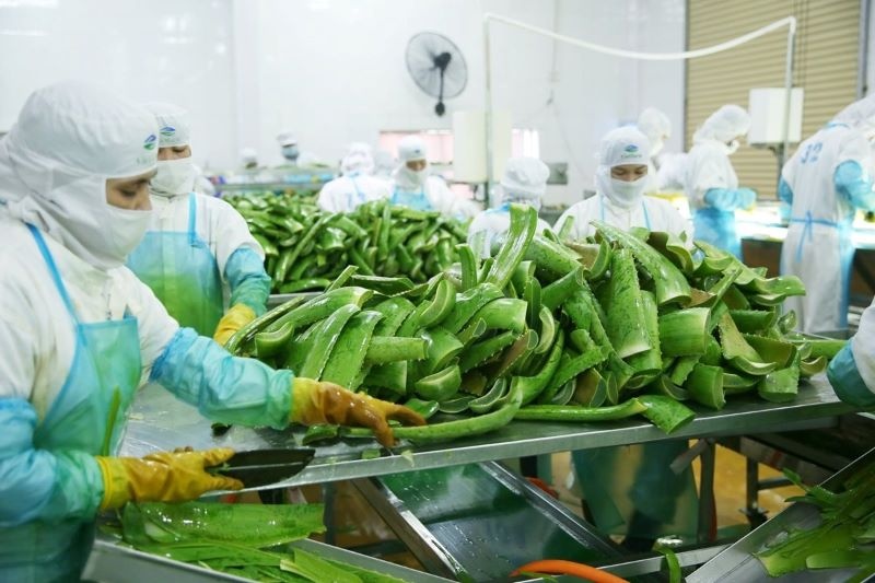 'Trum' cung cap nguyen lieu cho Vinamilk, Masan chi phoi 'vua nha dam' hinh anh