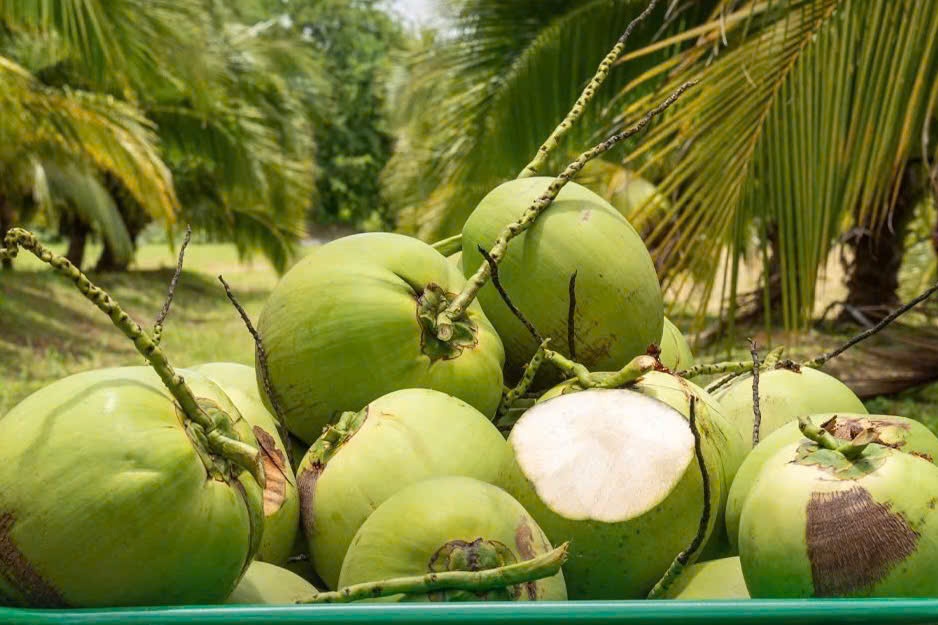 Viet Nam 'soan ngoi' xuat khau dua cua Thai Lan hinh anh