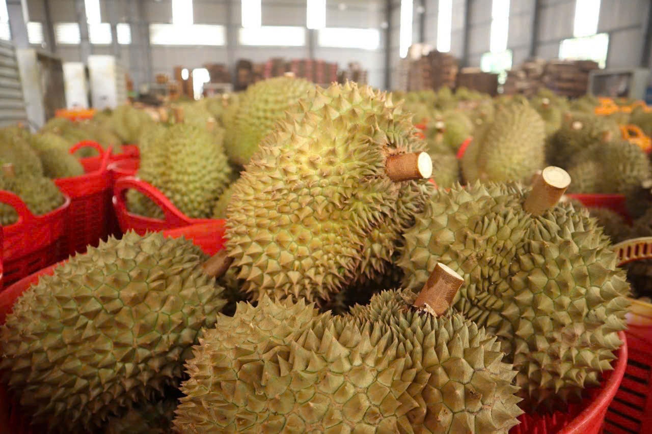 Tin moi ve sau rieng Dak Lak sau 'cu soc' tac gan 2.000 container hinh anh