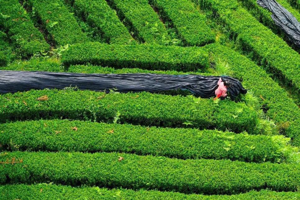 Trung Quoc nhay vao cuoc dau matcha hinh anh