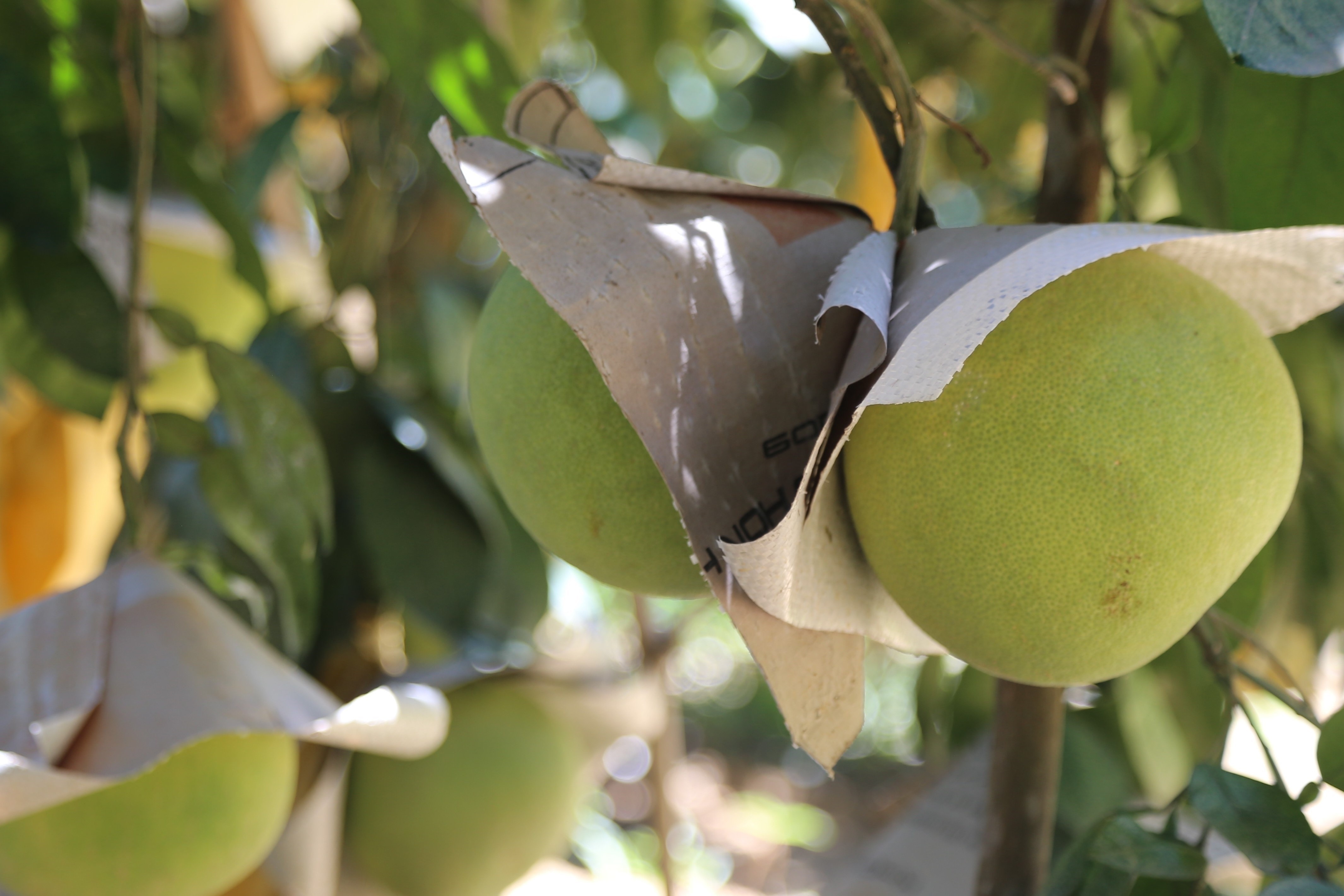 Gan 100 tan rau qua Viet Nam 'tim duong' sang UAE bang may bay hinh anh