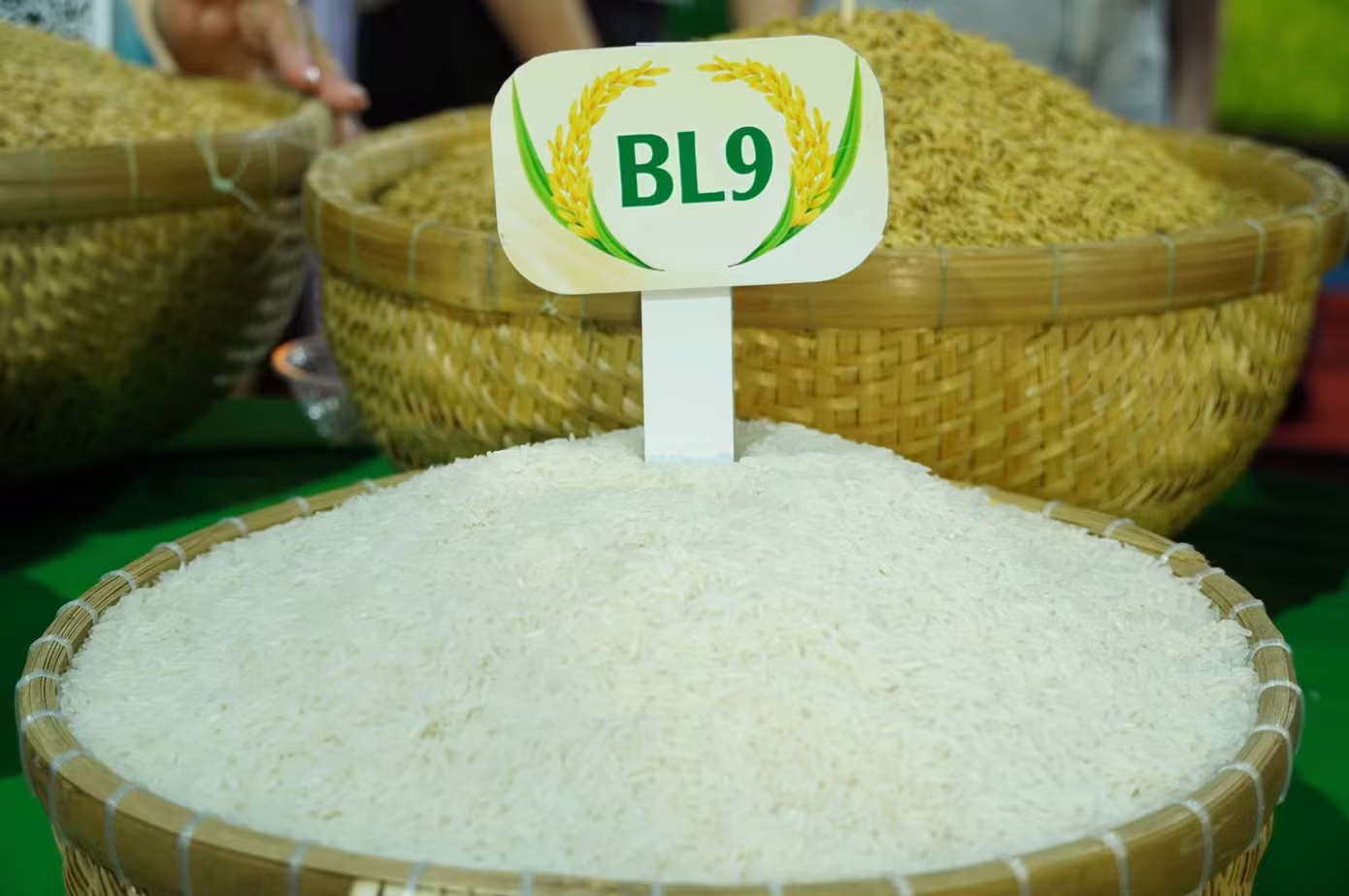 Lo dien loai gao ngon nhat Dong bang song Cuu Long hinh anh