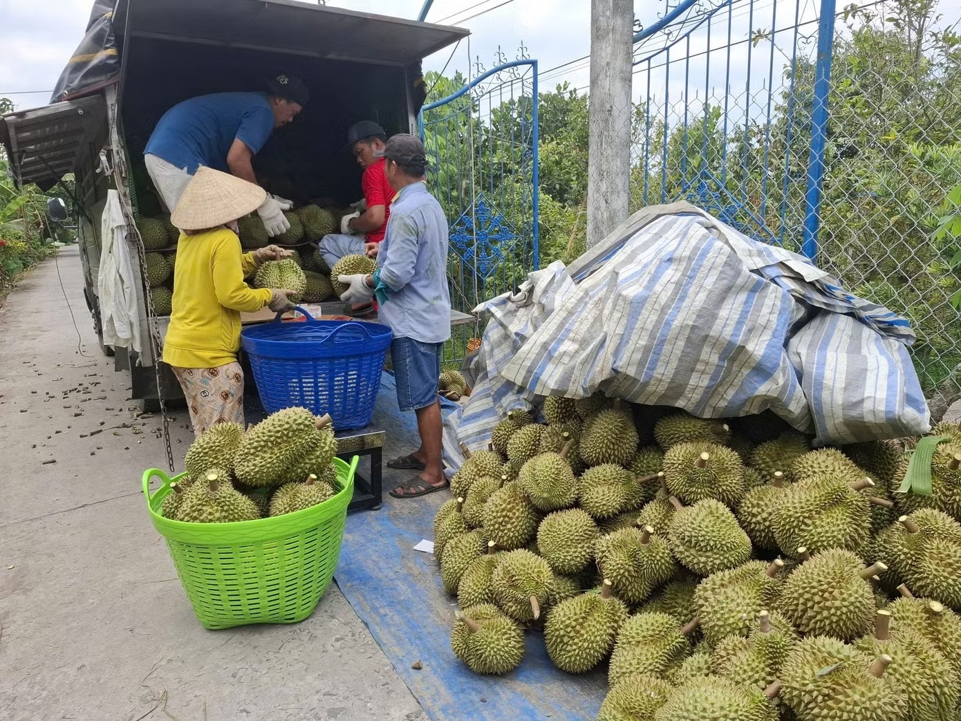 Sau rieng rot gia the tham hinh anh