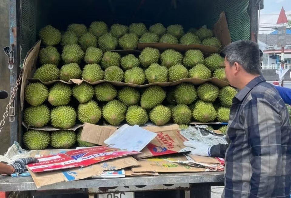 sau rieng rot gia anh 2