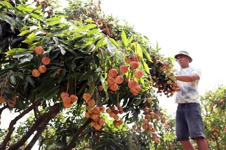 Vai dau vu gia cao len den 70.000 dong/kg hinh anh