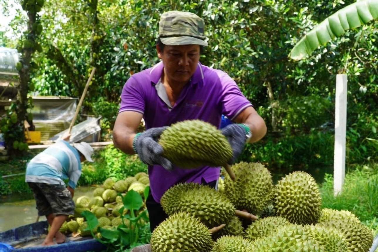 'giai cuu' sau rieng anh 2