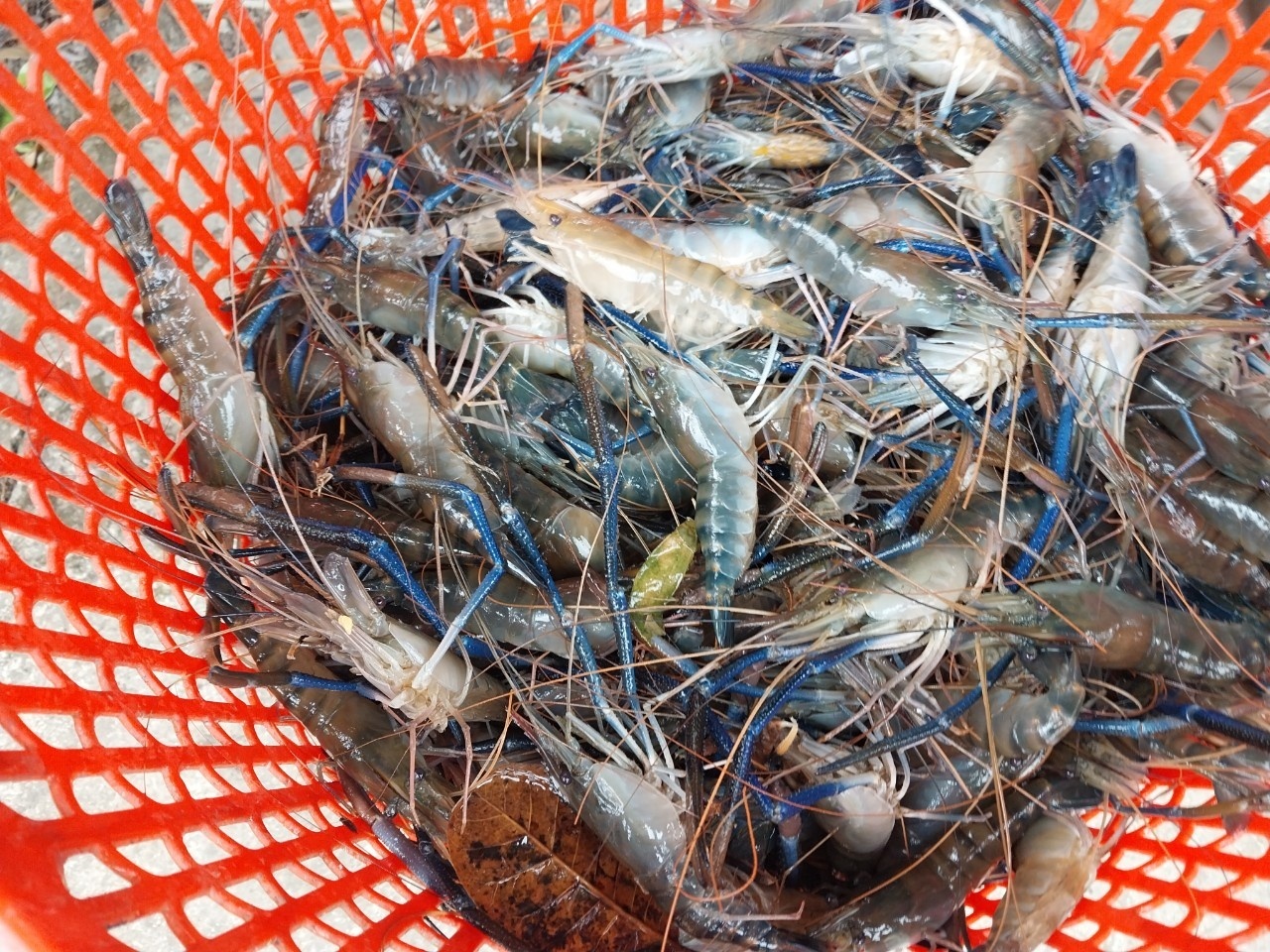 Chi trong 5 thang, Trung Quoc chi hon ty USD mua thuy san Viet Nam hinh anh