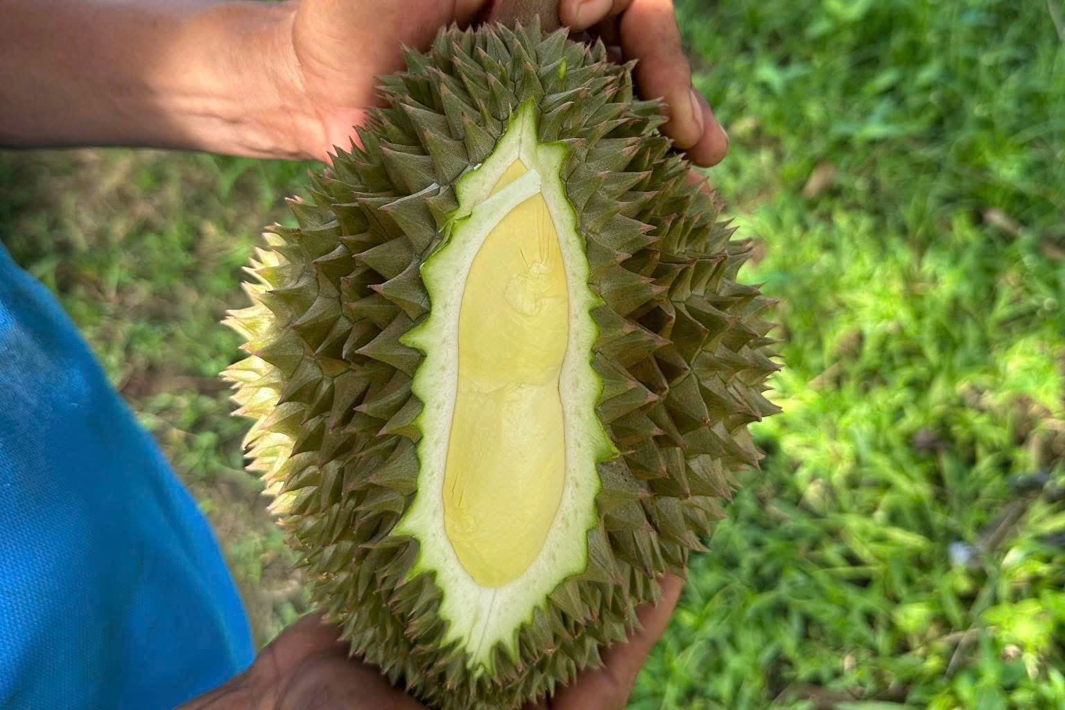 Gia sau rieng lao doc, chu vuon 'khoc rong' hinh anh