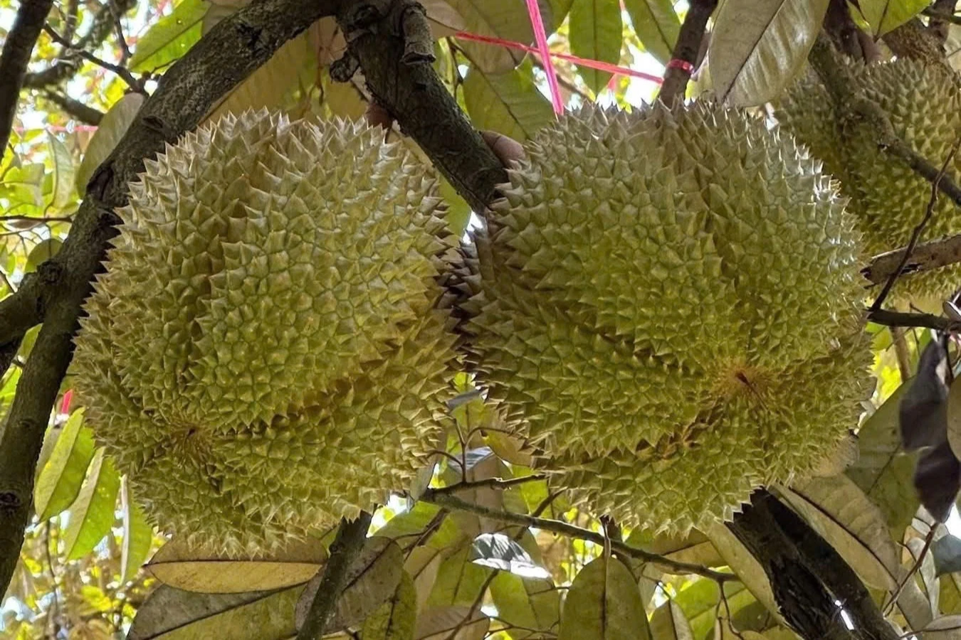 Lan dau tien Dak Lak dau gia sau rieng tai vuon hinh anh