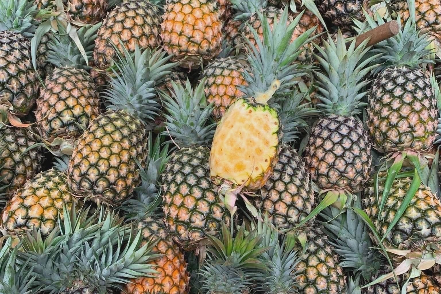 dứa mật  ảnh 1