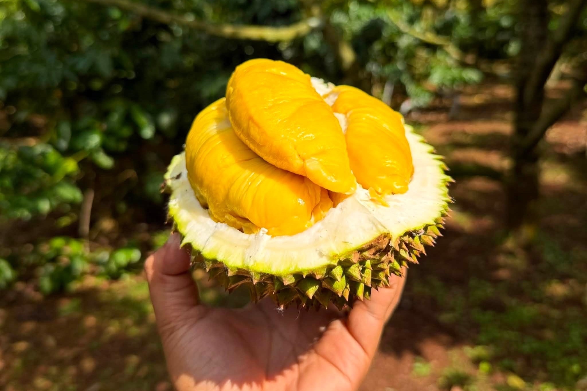 Sầu riêng Musang King rớt giá kỷ lục