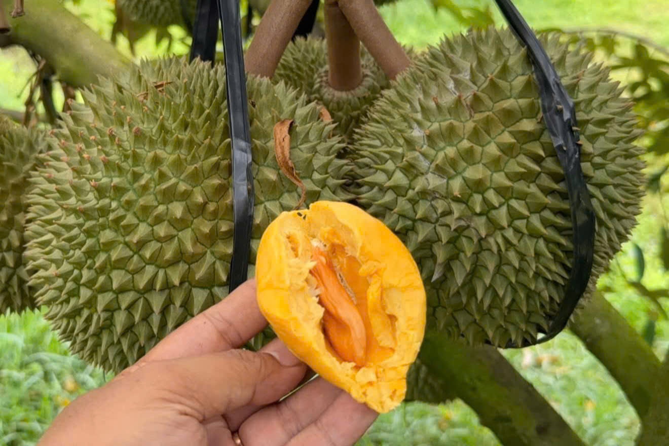 Tin vui với người trồng sầu riêng