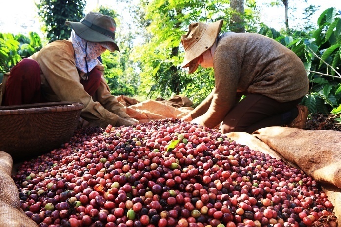 Nghịch lý xuất khẩu cà phê Việt Nam