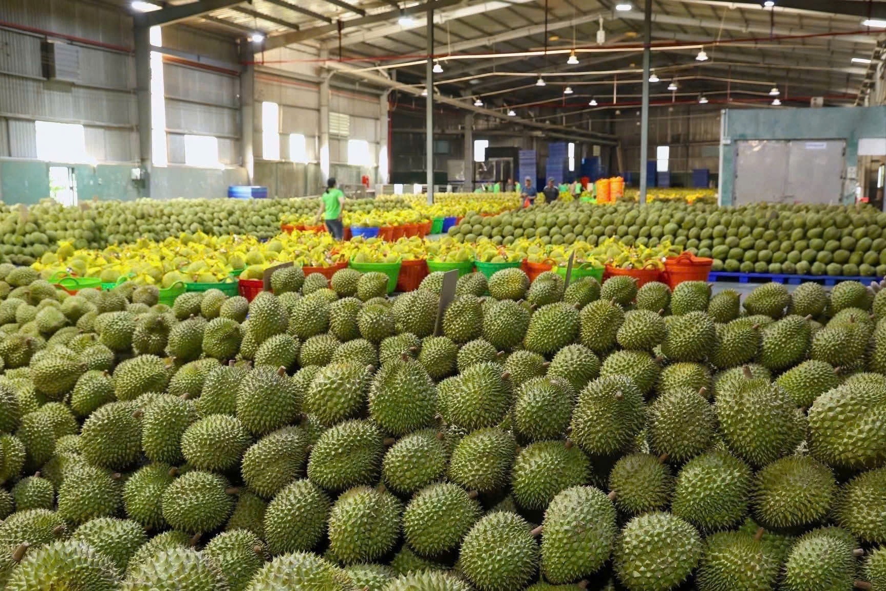 xuất khẩu sầu ri&ecirc;ng  ảnh 2