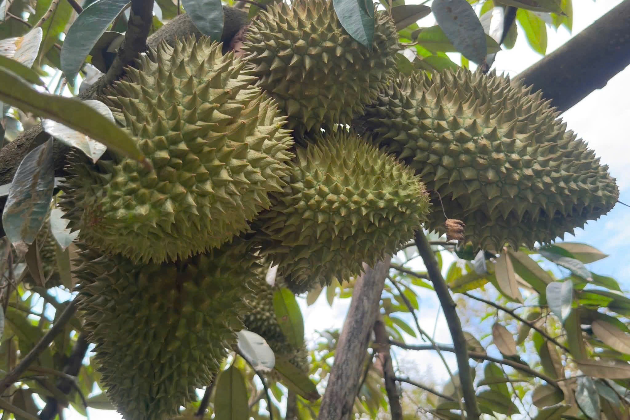 gi&aacute; sầu ri&ecirc;ng  ảnh 2