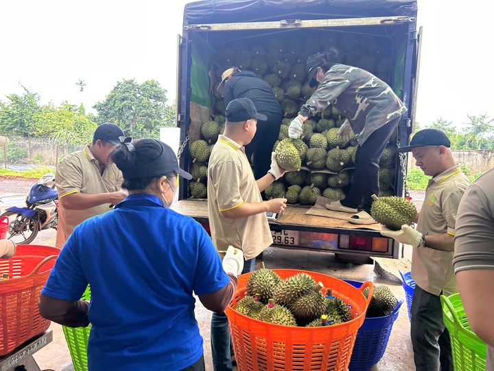 sầu ri&ecirc;ng  ảnh 2
