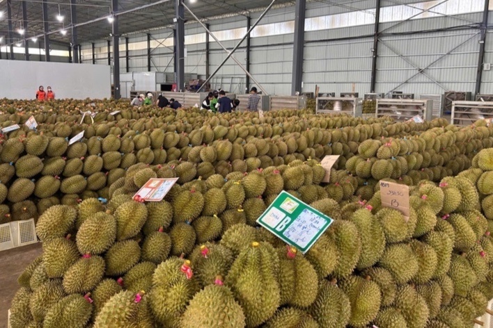 sầu ri&ecirc;ng  ảnh 4