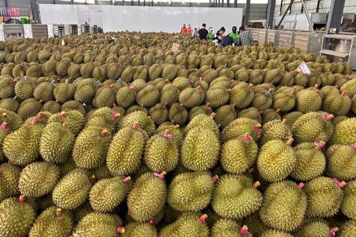 Sầu riêng gần 100.000 đồng/kg, vì sao nhiều nhà vườn vẫn khó hưởng lợi