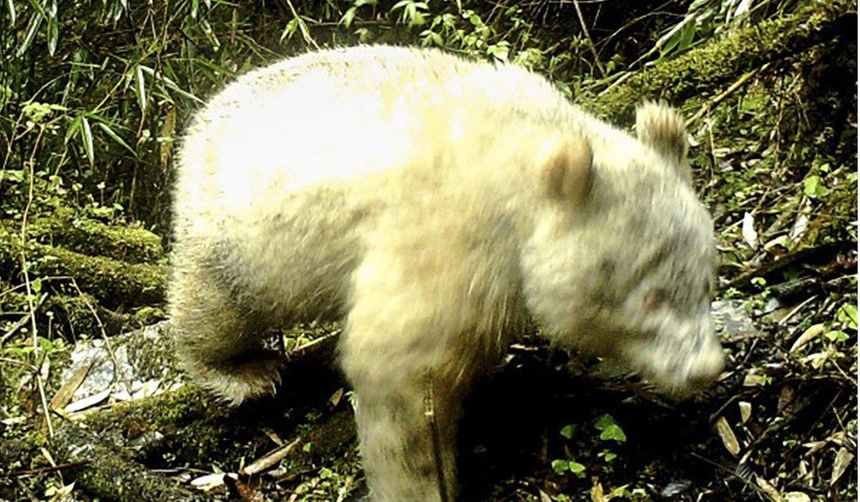 Gau truc bach tang doc nhat vo nhi tai xuat hinh anh