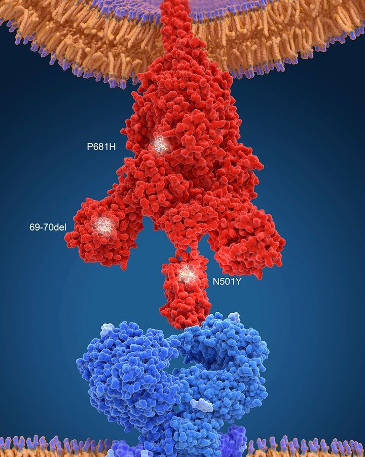 Nhung dot bien quan trong cua virus Covid-19 anh 4