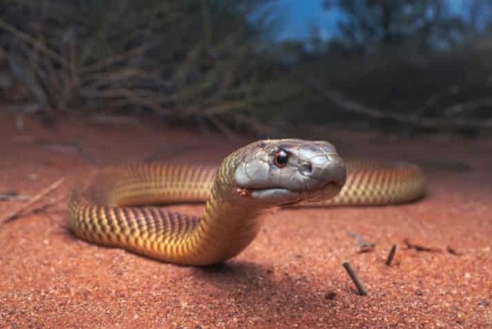 Dang ngu, be gai bi ran nau vua cuc doc can hinh anh