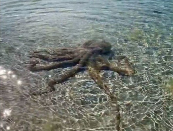 Nha dia chat bi 'bach tuoc gian du nhat vinh Geographe' tan cong hinh anh