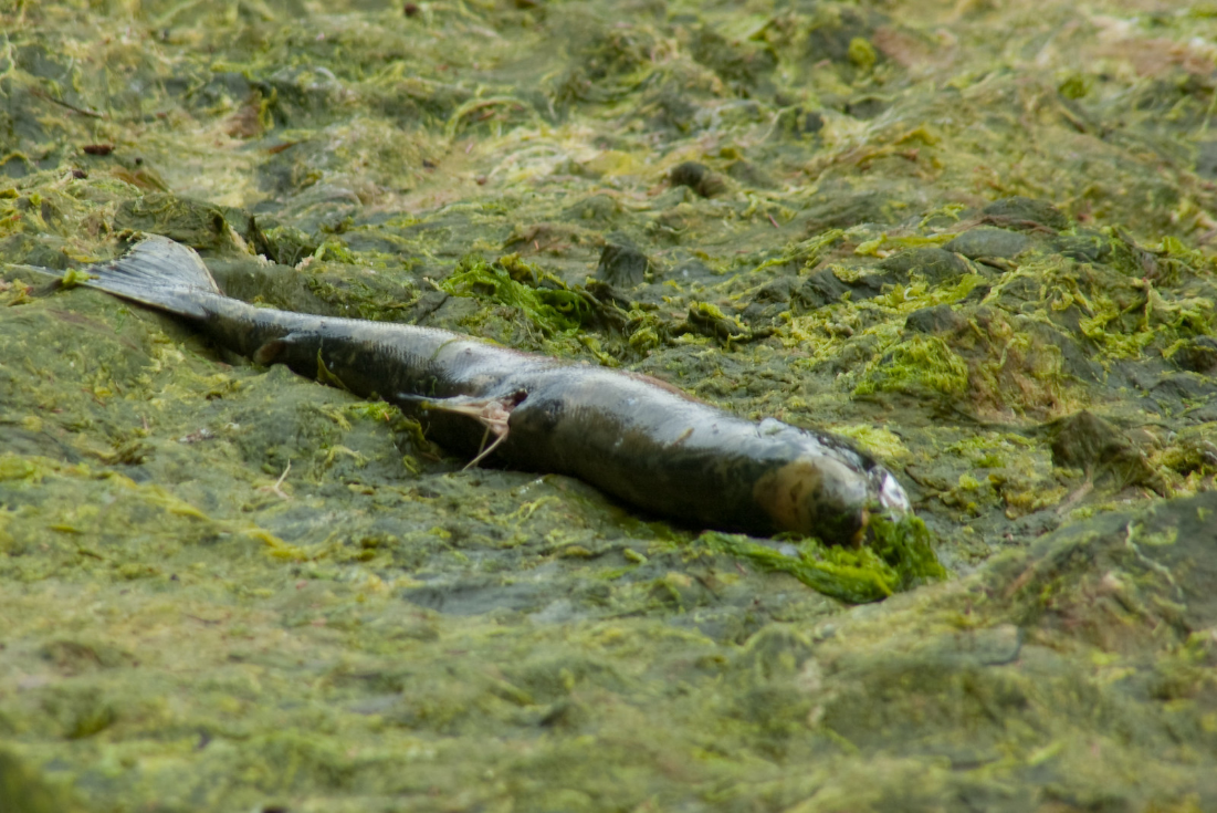 Chile mat trang 4.200 tan ca hoi do tao doc hinh anh