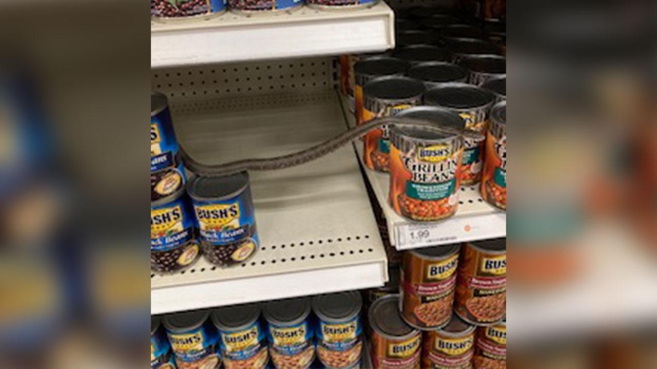 gap ran trong sieu thi anh 1