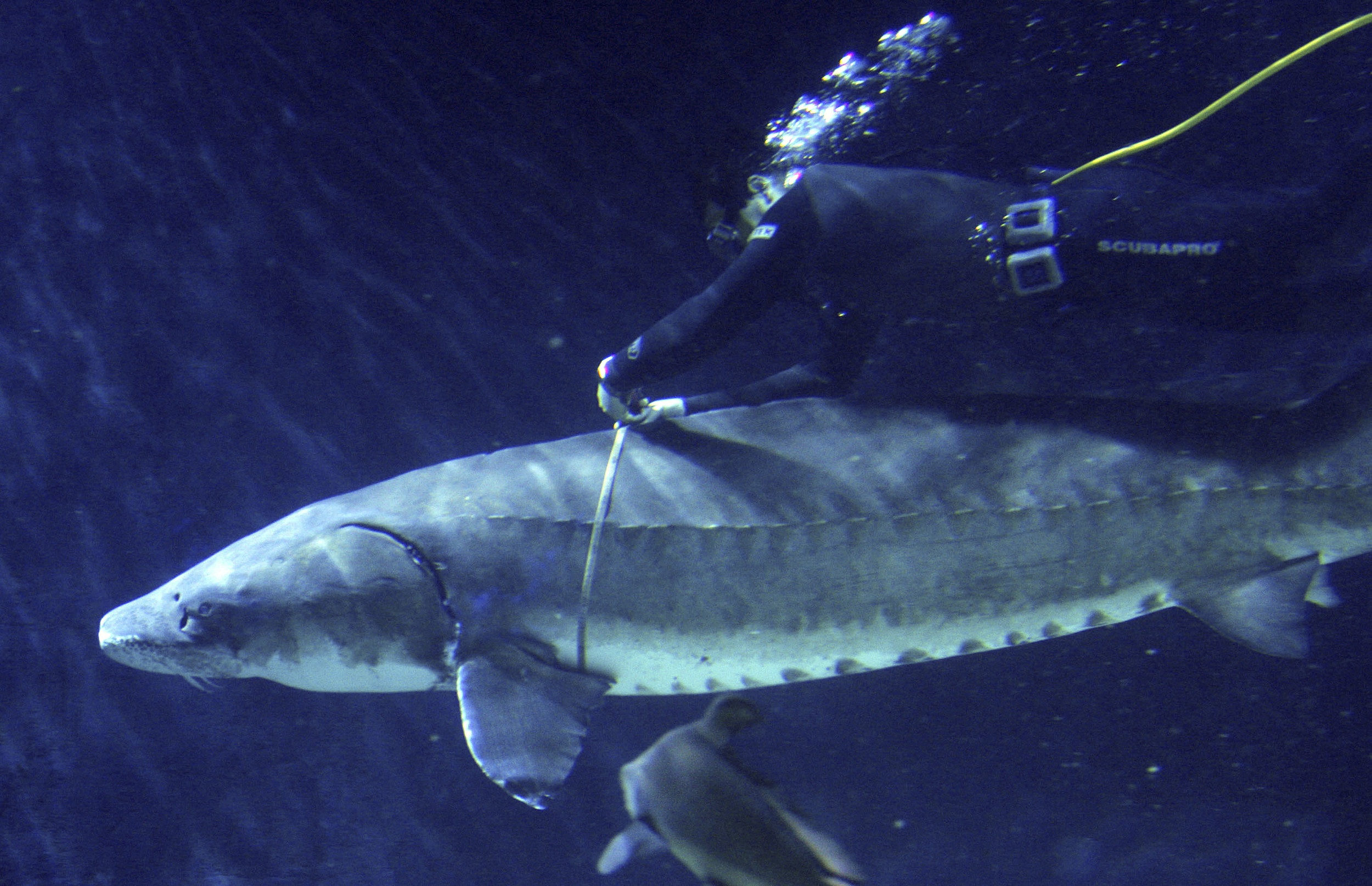 Bat duoc ca tam tram tuoi, nang hon 100 kg hinh anh