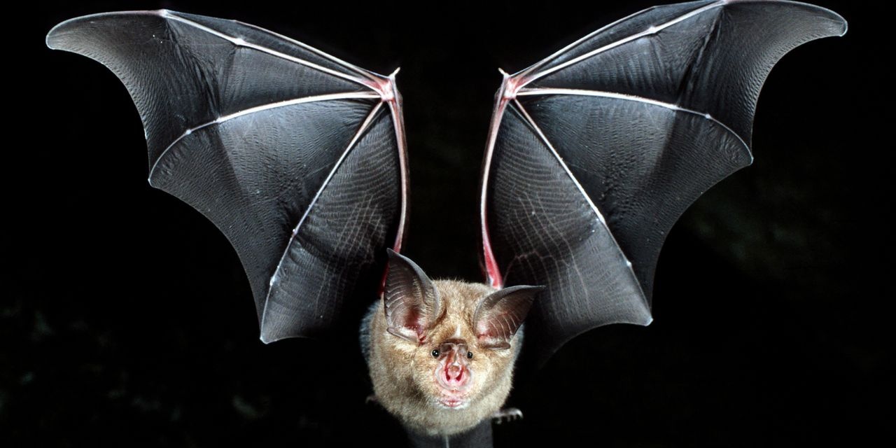 virus corona lay sang nguoi anh 3