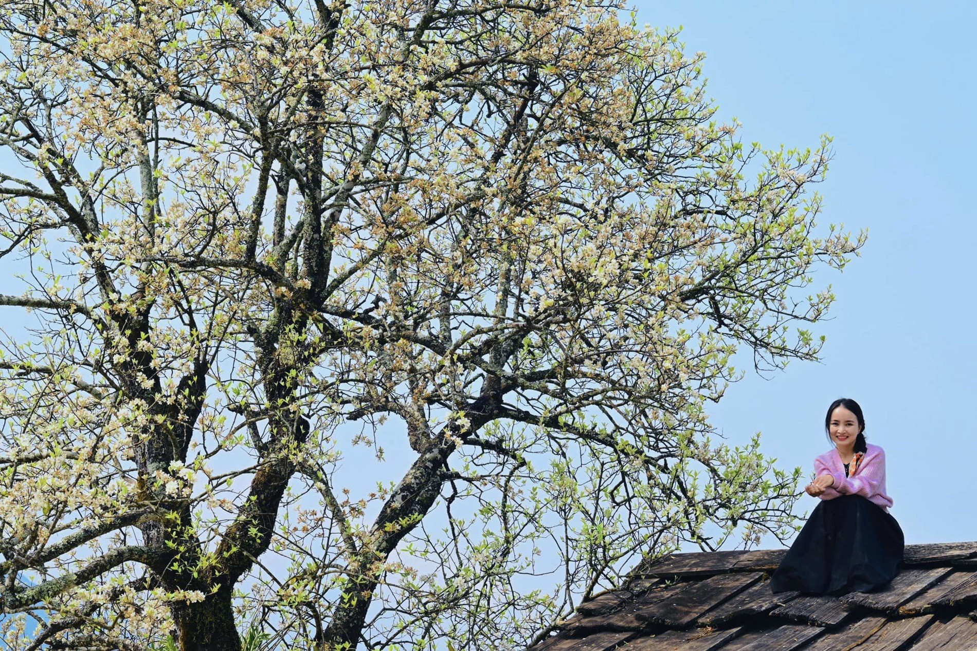 ngam hoa son tra anh 1