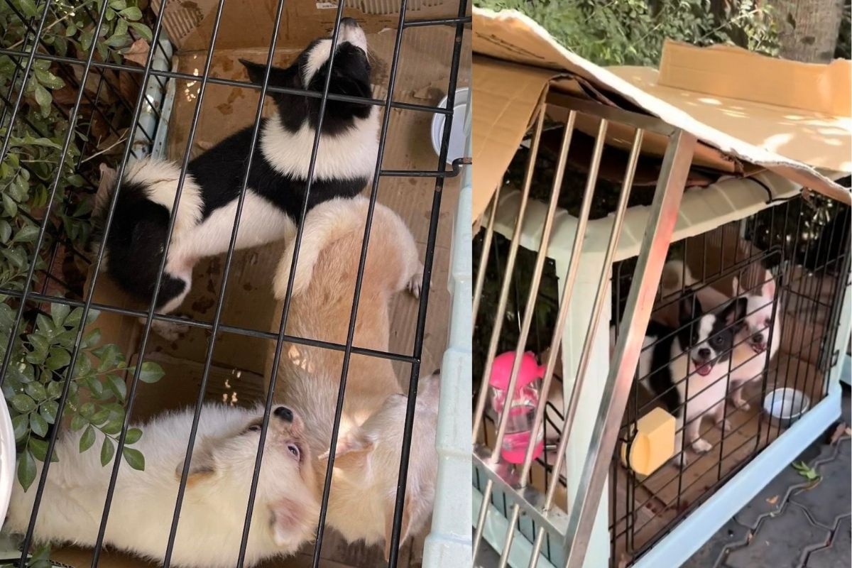 19 chu cho bi bo anh 2