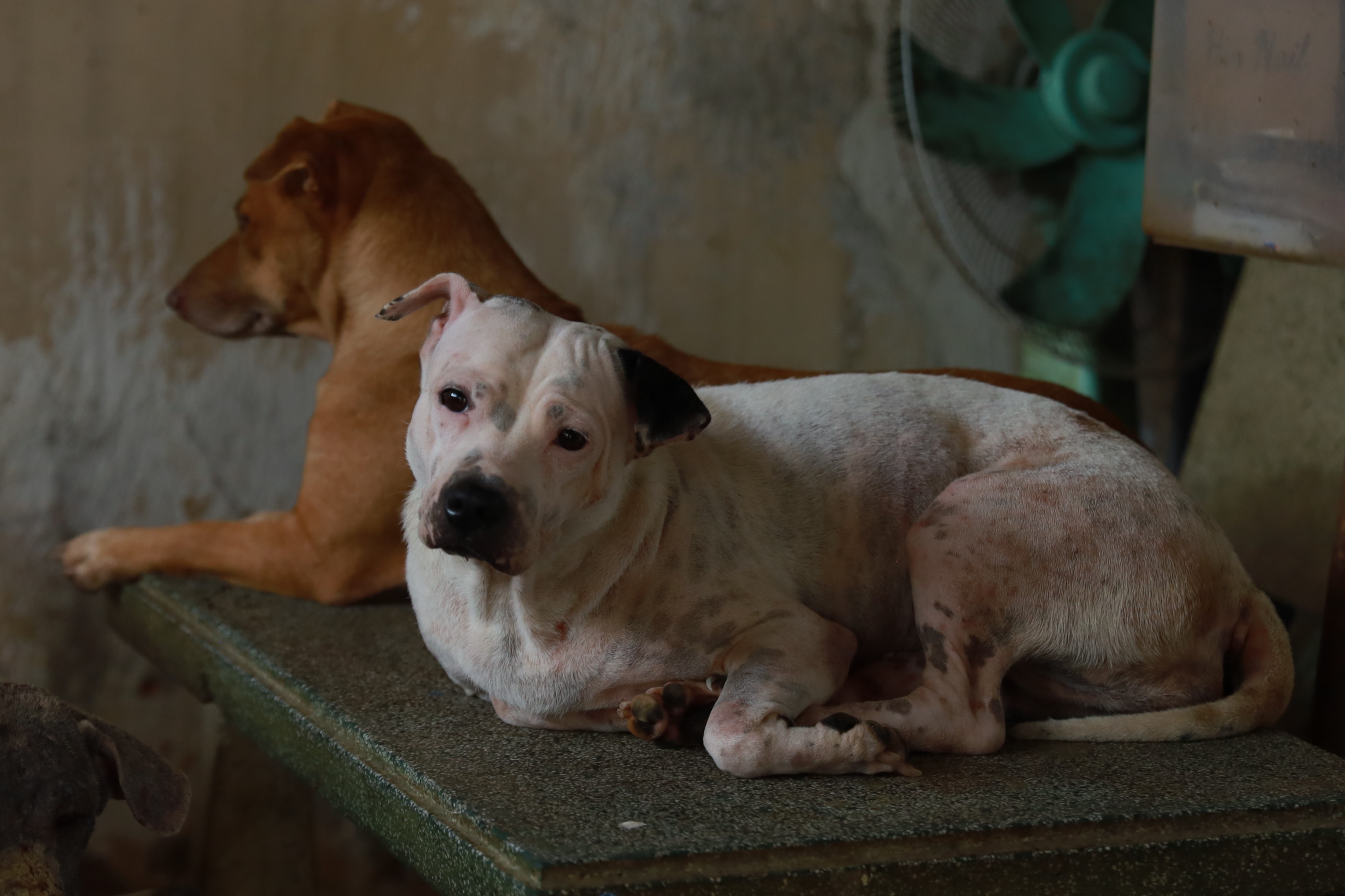 Con ac mong it nguoi biet ve may lanh 'tu than' voi thu cung o TP.HCM hinh anh