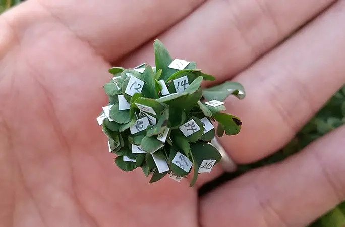 Nguoi dan ong Nhat Ban trong duoc co 63 la sieu may man hinh anh